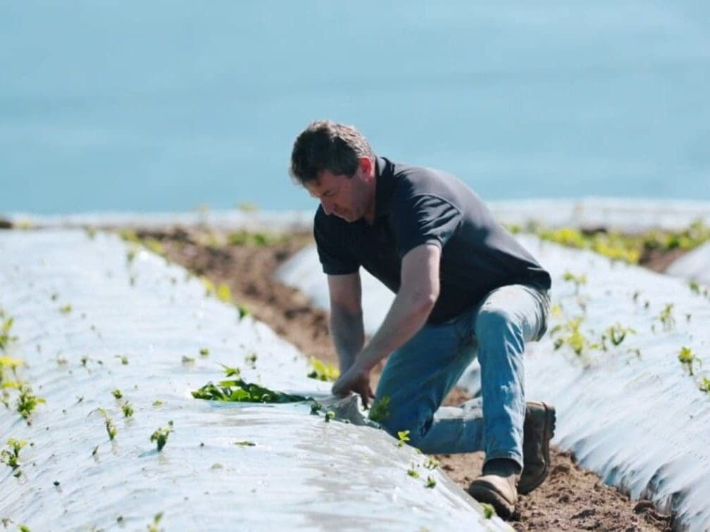 Farmer Phil Rogers checking potatoes in a field